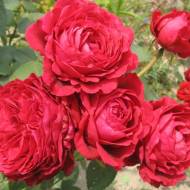 Роза флорибунда Четырех ветров